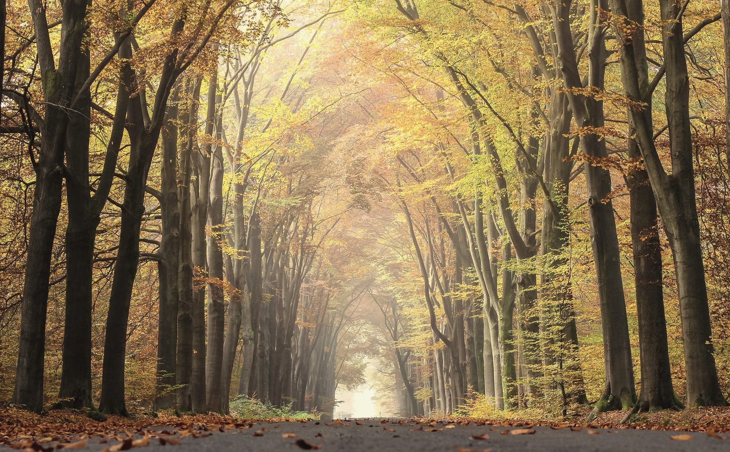 A path leads forward through a tall avenue of trees turning gold in autumn light.