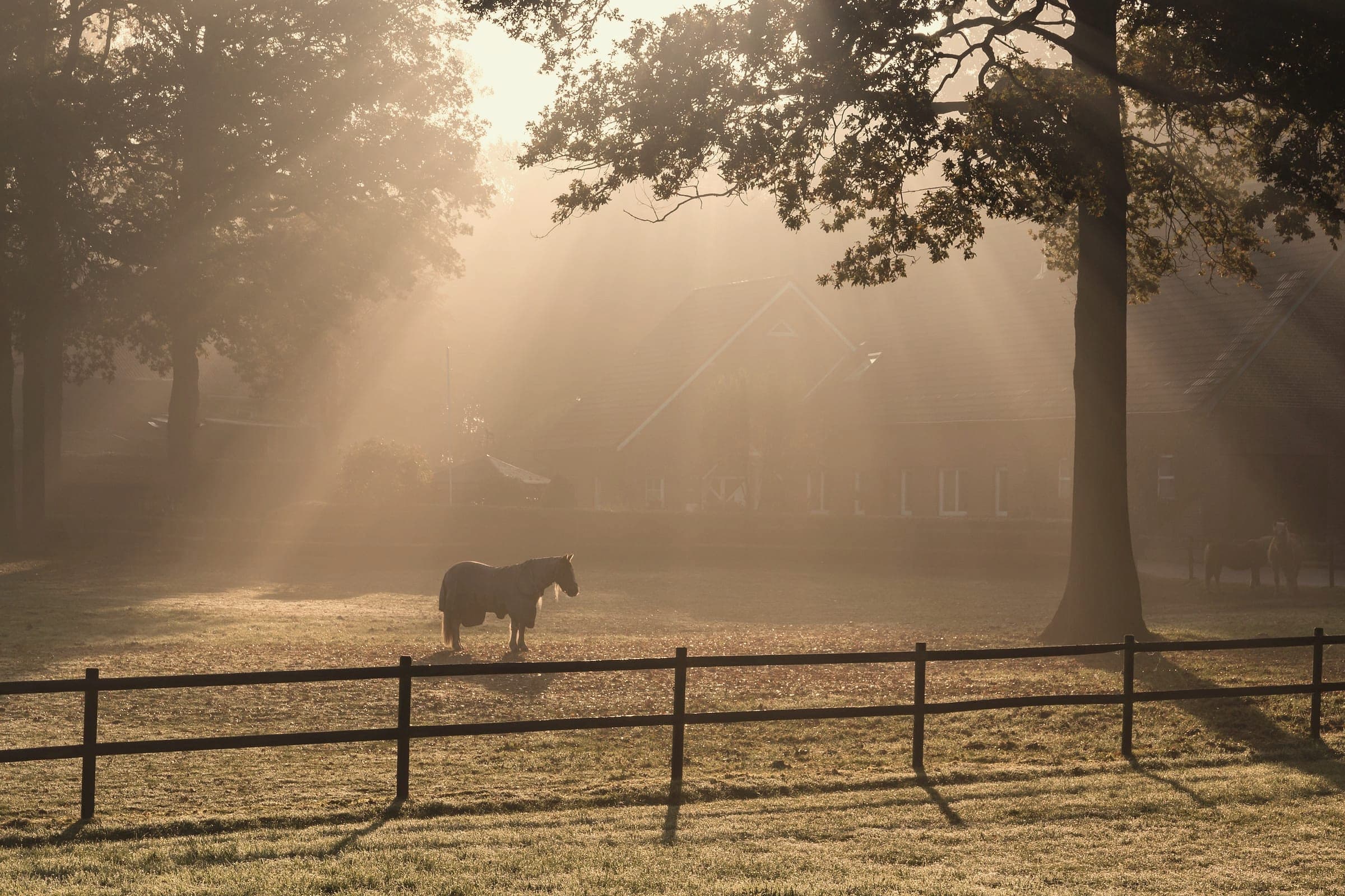 Morning sunlight streams through mist and trees across a peaceful pasture.